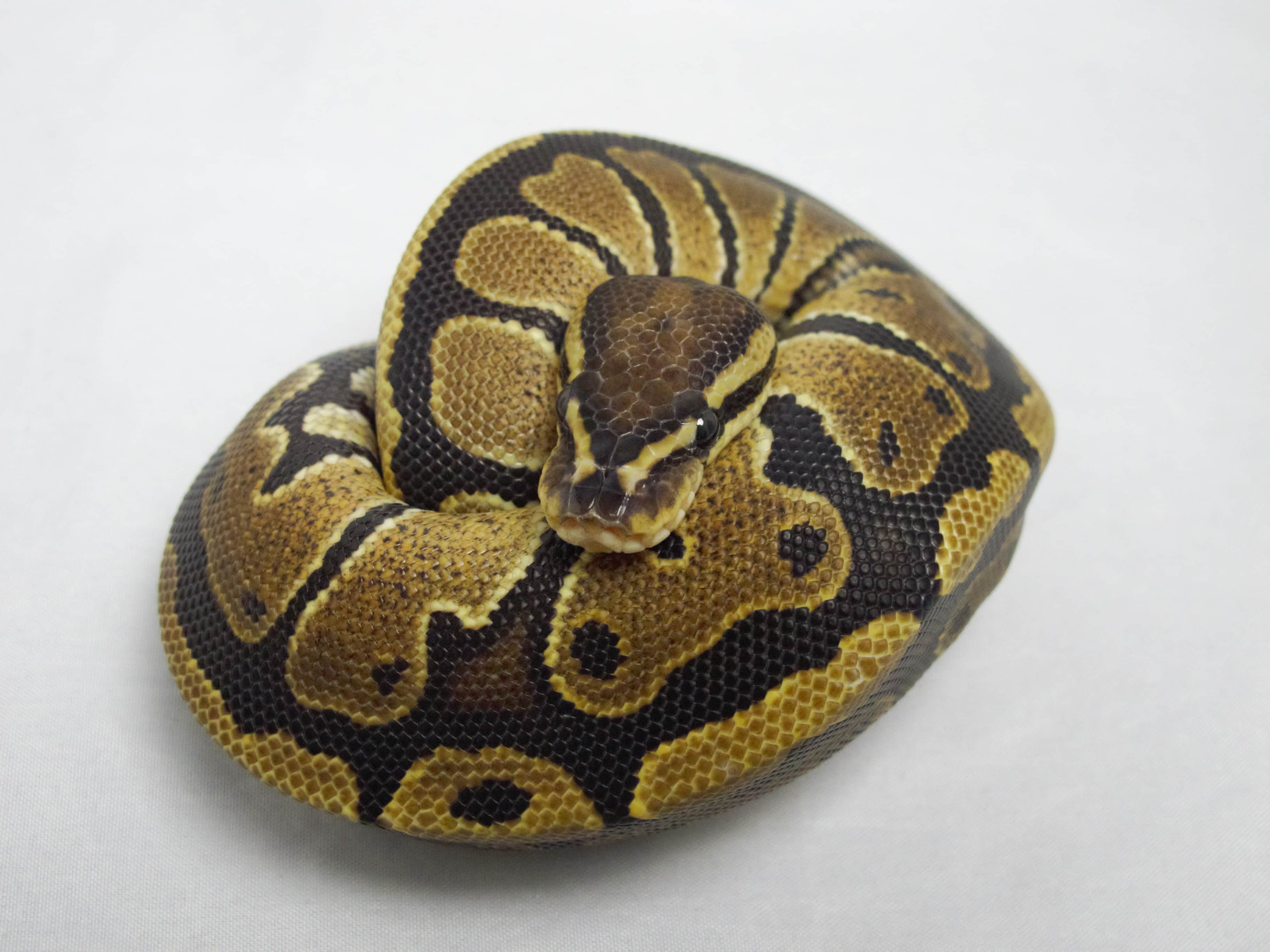 Ball Python, Vanilla Female 2013