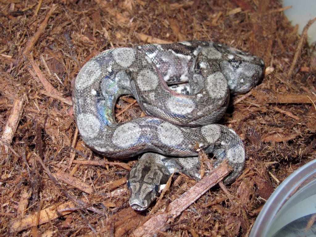 Nicaraguan Boas Het T+ Albino - Twin Cities Reptiles