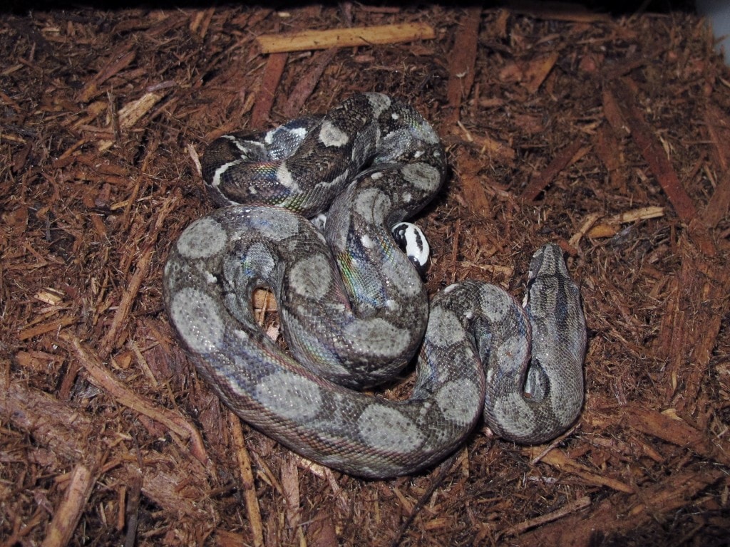 Nicaraguan Boas Het T+ Albino - Twin Cities Reptiles